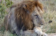 From Dar Es Salaam-Mikumi Wildlife Safari Day Trip with SGR Train