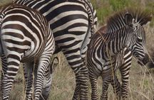 From Dar Es Salaam-Mikumi Wildlife Safari Day Trip with SGR Train