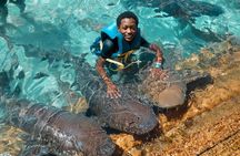 Private Pig, Shark, Turtle and Stingray Adventure Tour in Nassau