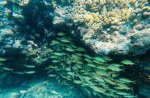 Key West Double-Dip Snorkel Tour-Two Stops, Twice the Fun!