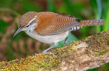 Birdwatching, wildlife and nature in the panama city rainforest