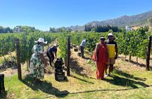 Private: Sip & Explore Stellenbosch Wine Tour