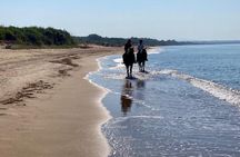 Beach and Pine Forest Horse Riding near Katakolo and Kourouta
