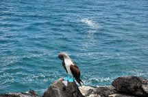 Private tour Galapaguera Cerro Colorado with entrance included