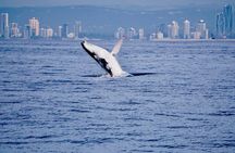 Whale Watching Cruise on the Gold Coast