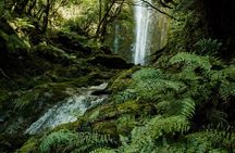 Fiordland Adventures: 2-Hour Discovery Cruise in Te Anau