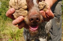 Truffle Hunt and Gourmet Lunch in Trattoria with Truffle