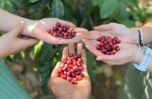 Best & Top of Arusha; Coffee Tour and Waterfall Hike.