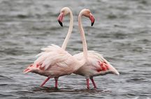 Sandwich Harbour 4 x 4 Tour from Walvis Bay: Cruise Friendly