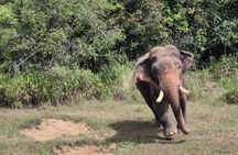 Tusker Elephant Jeep Safari With Wal Aliya