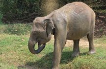 Tusker Elephant Jeep Safari With Wal Aliya