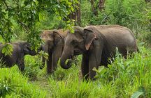 Tusker Elephant Jeep Safari With Wal Aliya