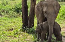 Tusker Elephant Jeep Safari With Wal Aliya