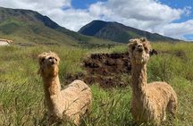 Maui Dragonfruit Farm Alpaca Tour with Ocean Views