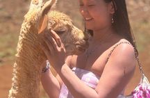 Maui Dragonfruit Farm Alpaca Tour with Ocean Views