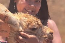 Maui Dragonfruit Farm Alpaca Tour with Ocean Views