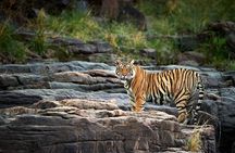 From Delhi : 3-Day Ranthambore Tiger Reserve Safari Tour
