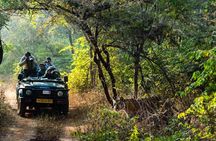 From Delhi : 3-Day Ranthambore Tiger Reserve Safari Tour