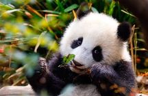 Private Chengdu Full Day City Tour with Pandas & Local Highlights