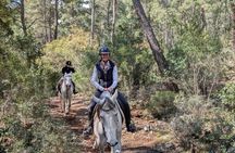 1 or 2 Hours Group Horse Riding in the Forest in Kemer Antalya