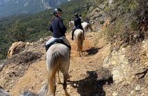 1 or 2 Hours Group Horse Riding in the Forest in Kemer Antalya