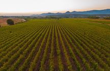 Sardinia: Vineyard Walk & 4-Wine Tasting with Local Food Pairing