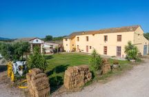 Sardinia: Vineyard Walk & 4-Wine Tasting with Local Food Pairing