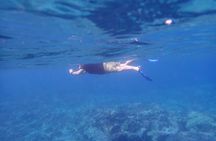 Kona Snorkeling Tour Small Group Marine Life Experience