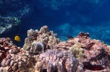 Kona Snorkeling Tour Small Group Marine Life Experience
