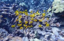 Kona Snorkeling Tour Small Group Marine Life Experience