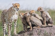 3 Days Serengeti and Ngorongoro Safari Tour