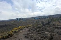5 Day Kilimanjaro Umbwe Route Joining Group Trek