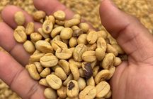 Chocolate and Coffee Tour in Bijagua