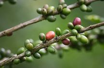 Chocolate and Coffee Tour in Bijagua