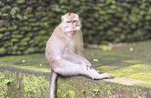 Best Full Day Of Ubud Private Guided Tour