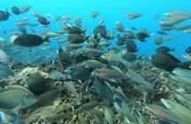 Snorkel Cartagena's Caribbean Reef + Blue Apple Beach Club Pass