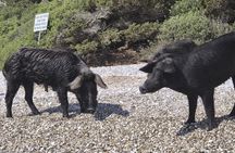 Visit Pigs Bay in Atokos Island on a Private Half Day Cruise
