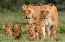 7-Day Wildebeest Migration Safari: Amboseli & Masai Mara