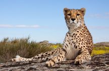 Maasai Mara Day Tour From Nairobi