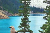 Exclusive VIP Half 1/2 Day Tour Lake Louise and Moraine Lake
