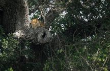 Private Wildlife Safari in Yala National Park Half Day Tour