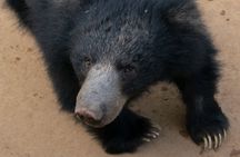 Private Wildlife Safari in Yala National Park Half Day Tour