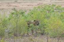 Private Wildlife Safari in Yala National Park Half Day Tour