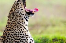 2 Days Tanzania Joining Group Safari to Tarangire and Ngorongoro