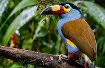 Mindo Cloud Forest Birding and Photography Tour