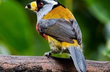 Mindo Cloud Forest Birding and Photography Tour