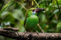 Mindo Cloud Forest Birding and Photography Tour