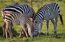 3-Days Masai Mara Group Safari with Maasai Village Visit