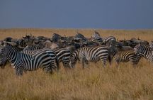 3-Days Masai Mara Group Safari with Maasai Village Visit