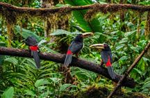 Mindo Cloud Forest Birding and Photography Tour